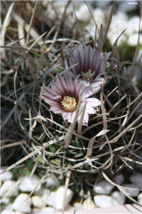 89da1897-IMG_7284 kaktus.jpg
